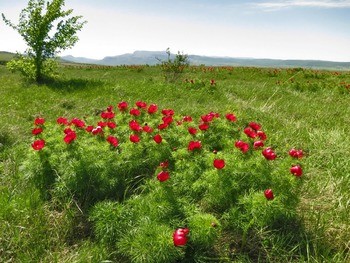 Пион тонколистный Paeonia tenuifolia
