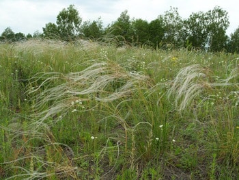 Ковыль перистый Stipa pennata