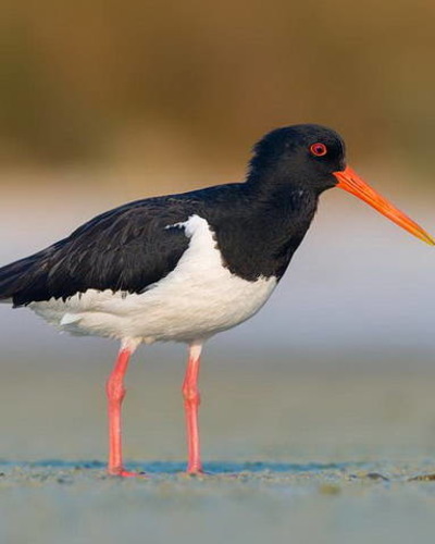 Кулик-сорока (дальневосточный п/вид) Haematopus ostralegus osculans