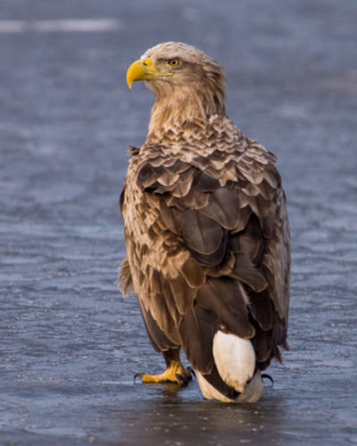 Орлан-белохвост Haliaeetus albicilla