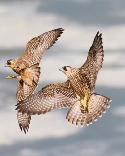 Сапсан Falco peregrinus