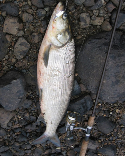 Нельма (подвид нельма) Stenodus leucichthys nelma