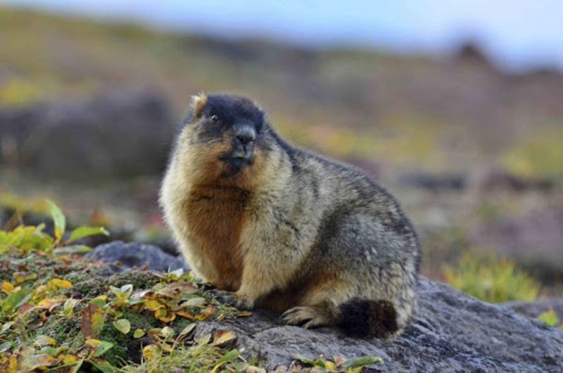 Тарбаган (монгольский сурок) Marmota sibirica