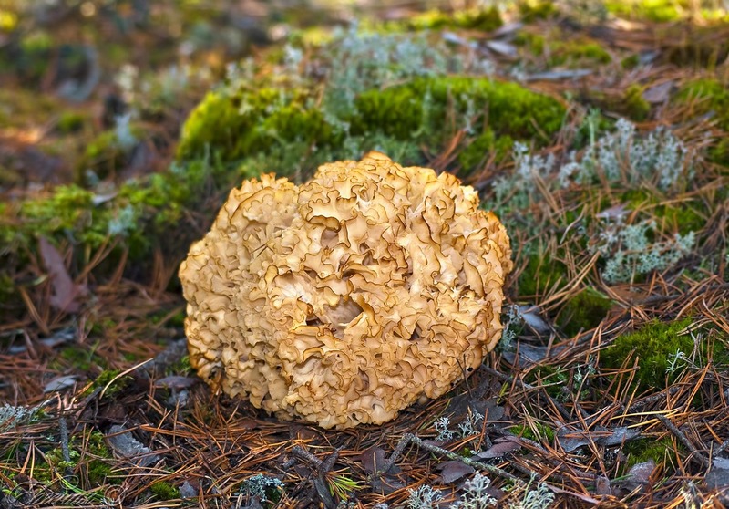 Грифола курчавая, гриб-баран Grifola frondosa