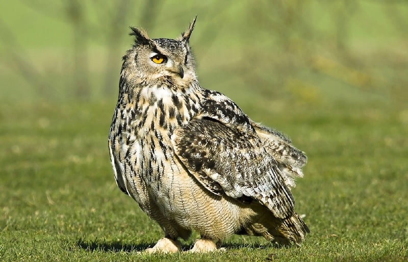 Филин Bubo bubo
