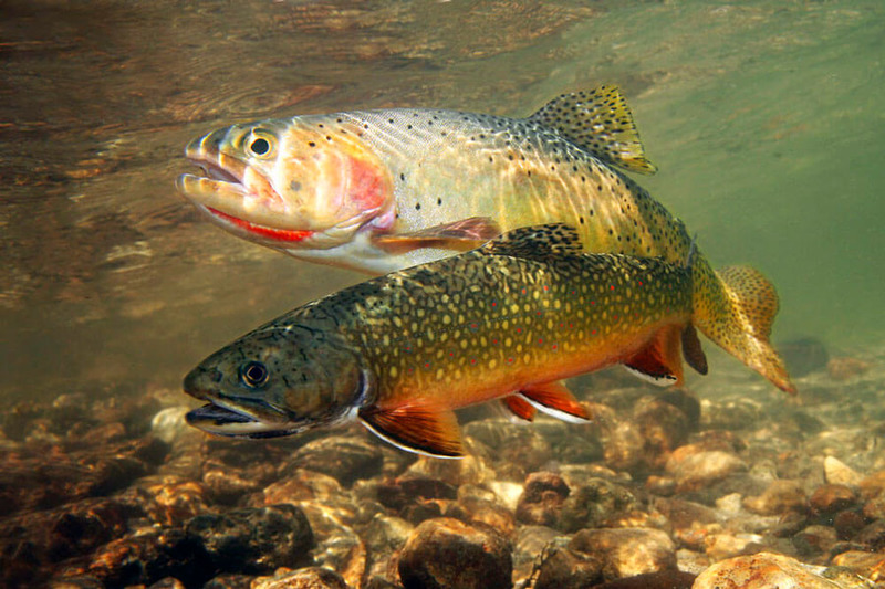 Кумжа (каспийский п/вид, проходная форма) Salmo trutta caspius