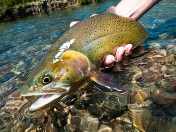 Кумжа (черноморский п/вид, проходная форма) Salmo trutta labrax
