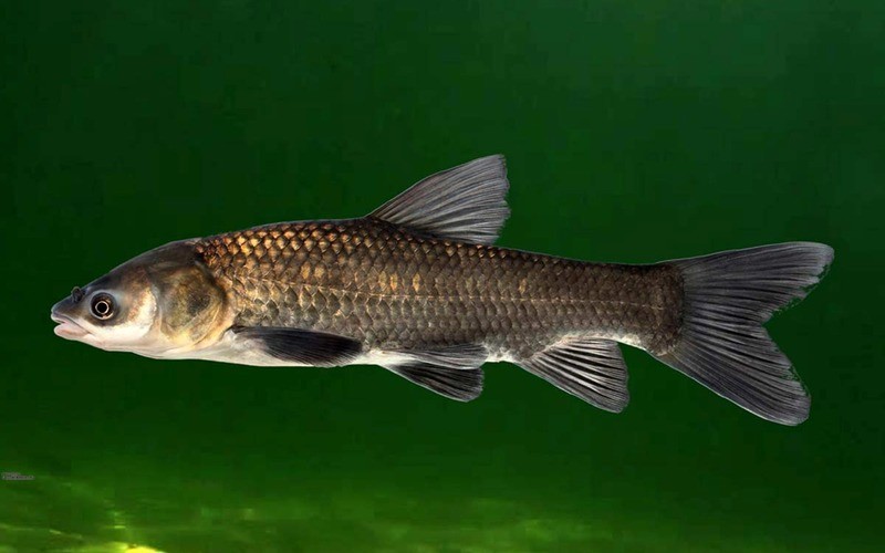 Черный амур Mylopharyngodon piceus (aboriginal populations)