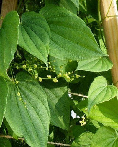 Диоскорея кавказская Dioscorea caucasica