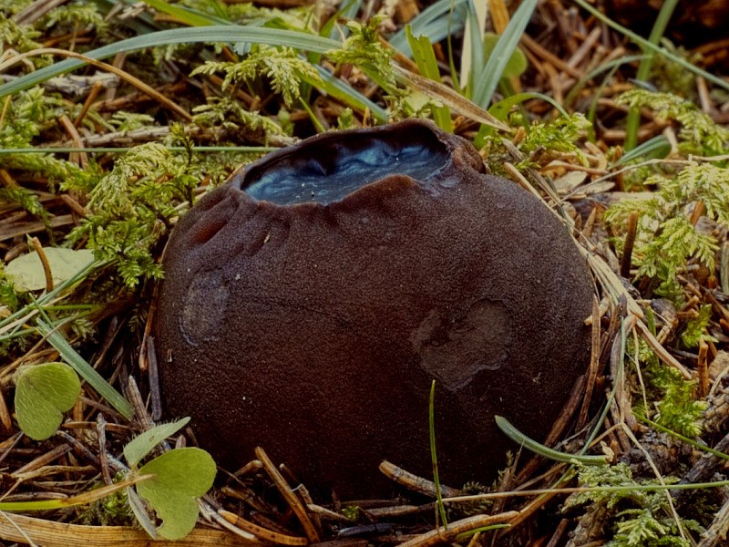 Саркосома шаровидная Sarcosoma globosum