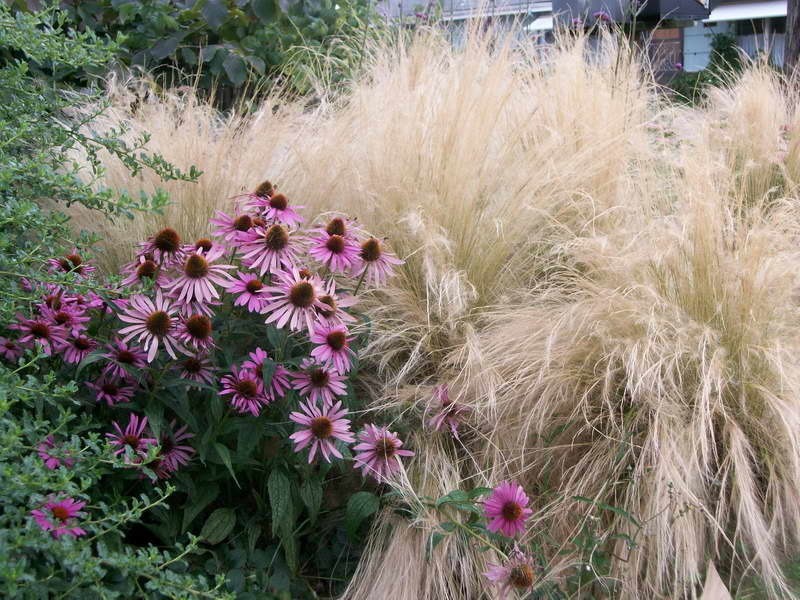 Ковыль красивейший Stipa pulcherrima