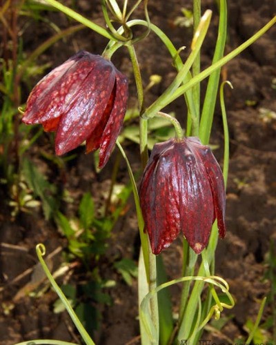Рябчик русский Fritillaria ruthenica