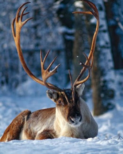 Северный олень (новоземельский пвид) Rangifer tarandus pearsoni