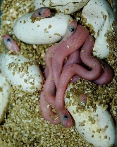 Гадюка Никольского Vipera nikolskii