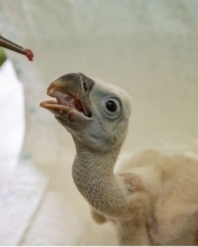 Белоголовый сип Gyps fulvus