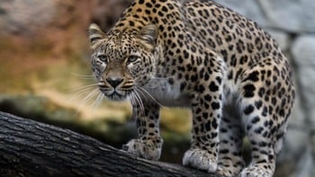 Леопард Panthera pardus