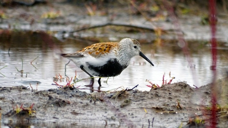 Чернозобик (балтийский п/вид) Calidris alpina schinzii
