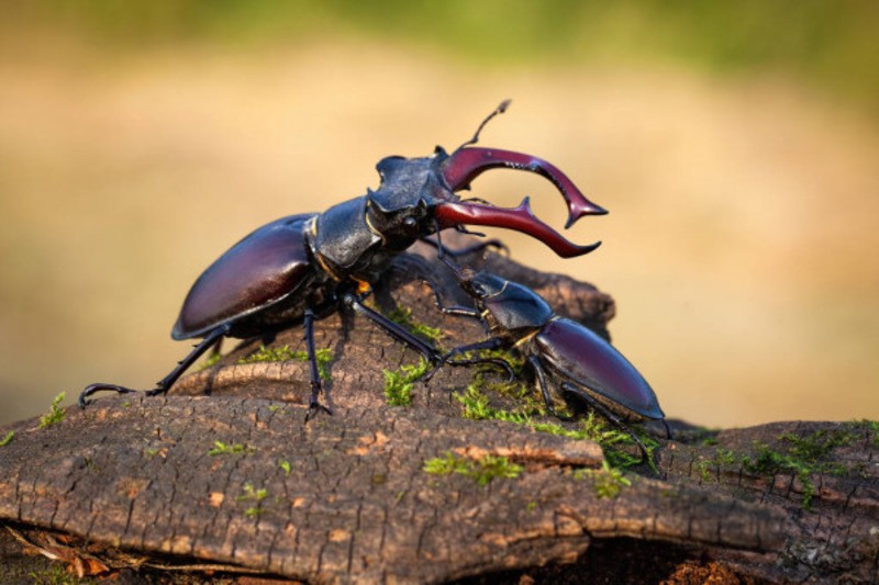 Жук-олень Lucanus cervus