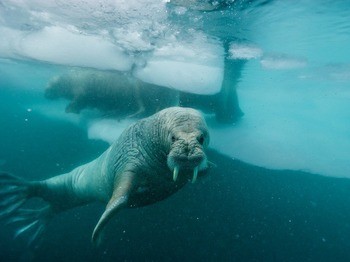 Морж (атлантический п/вид) Odobenus rosmarus rosmarus