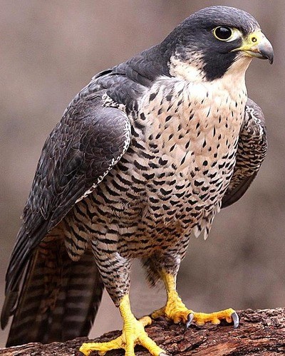 Кречет Falco rusticolus