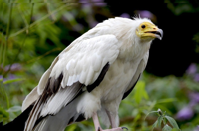 Стервятник Neophron percnopterus