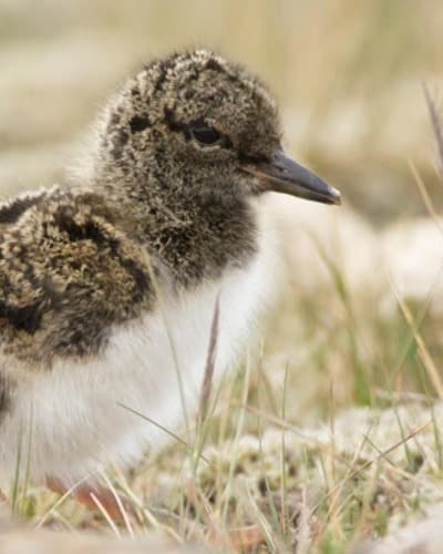 Кулик-сорока (материковый п/вид) Haematopus ostralegus Longipes