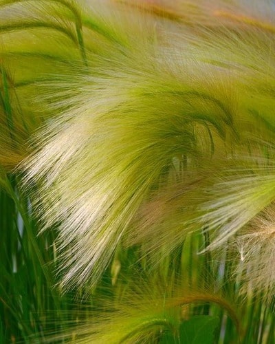 Ковыль перистый Stipa pennata