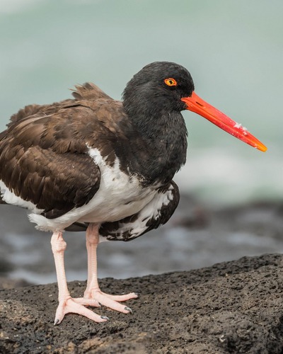 Кулик-сорока (дальневосточный п/вид) Haematopus ostralegus osculans
