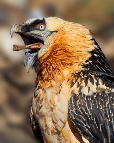 Орлан-белохвост Haliaeetus albicilla