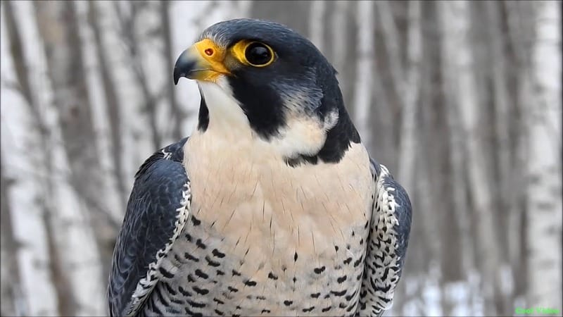 Сапсан Falco peregrinus