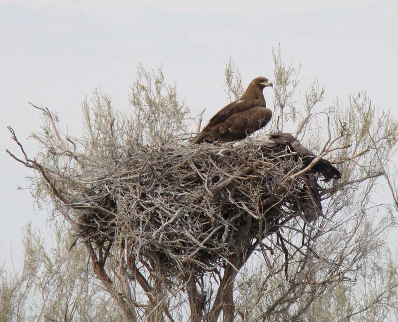 Беркут Aquila chrysaetos