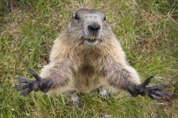 Тарбаган (монгольский сурок) Marmota sibirica