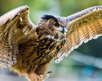 Филин Bubo bubo