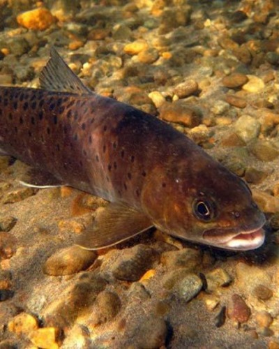 Ленок Brachymystax lenok