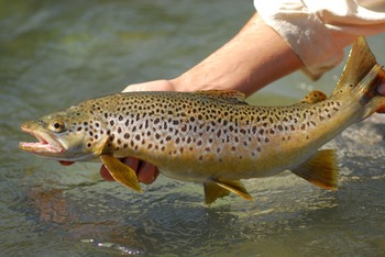 Кумжа (каспийский п/вид, проходная форма) Salmo trutta caspius
