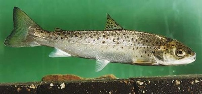 Кумжа (черноморский п/вид, проходная форма) Salmo trutta labrax