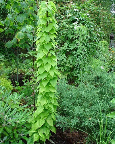 Диоскорея кавказская Dioscorea caucasica