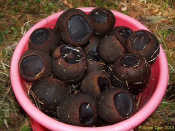 Саркосома шаровидная Sarcosoma globosum