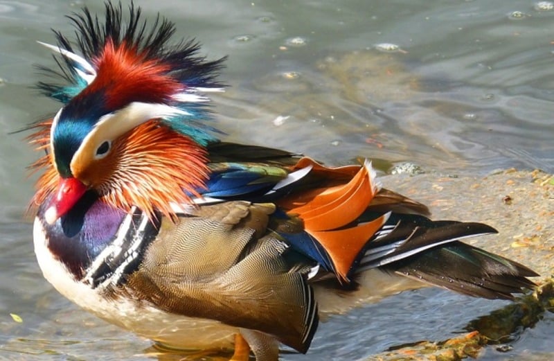Мандаринка Aix galericulata