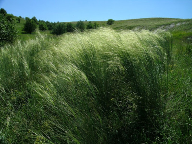 Ковыль красивейший Stipa pulcherrima
