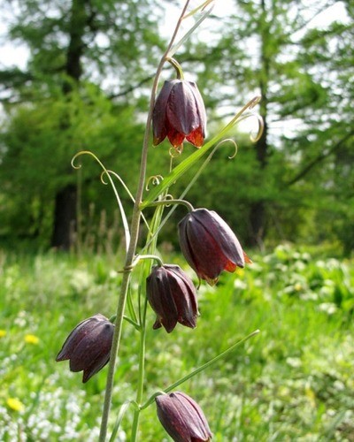 Рябчик русский Fritillaria ruthenica