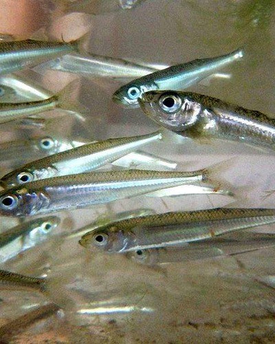 Нельма (подвид белорыбица) Stenodus leucichthys leucichthys