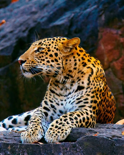 Леопард Panthera pardus