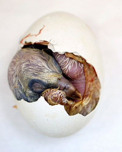 Белоголовый сип Gyps fulvus