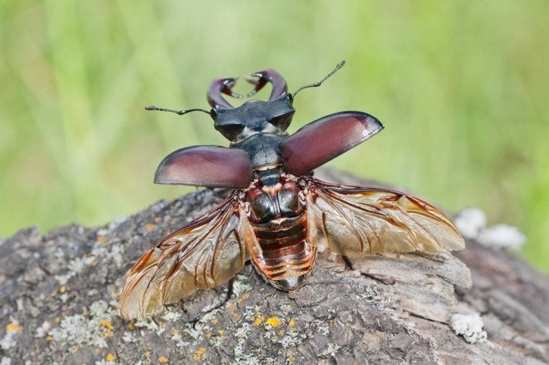 Жук-олень Lucanus cervus