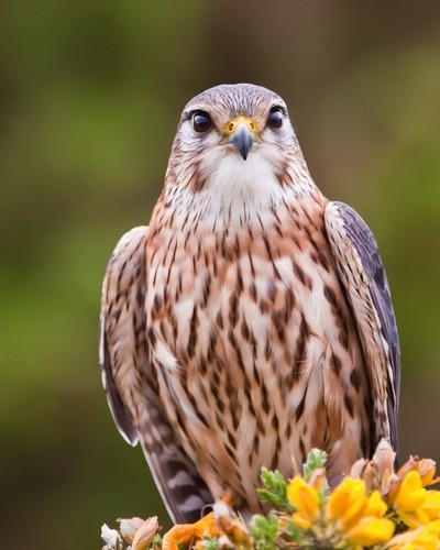 Кречет Falco rusticolus