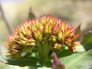Родиола розовая (за исключением популяций Алтайского и Красноярского к Rhodiola rosea