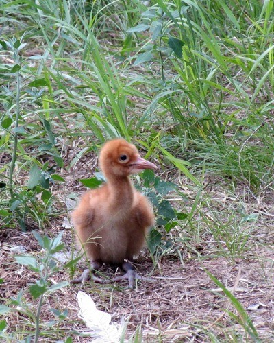 Стерх (обская популяция) Grus leucogeratus (obsk population)