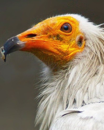 Стервятник Neophron percnopterus