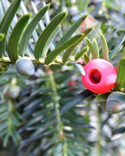 Тис ягодный Taxus baccata